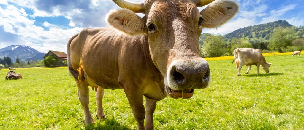 Cow pasture animal almabtrieb